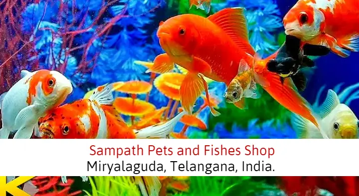 Sampath Pets and Fishes Shop in Ashok Nagar